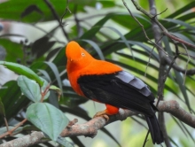 Diciembre, oficialmente el mes de las Aves en Morona Santiago